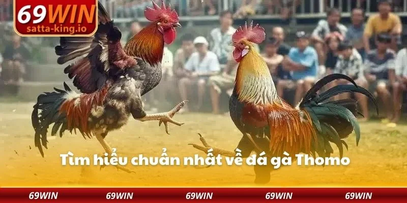 Tìm hiểu chuẩn nhất về đá gà Thomo